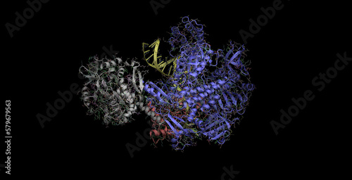 Monkeypox virus (MPox) DNA polymerase, 3D molecule in 4K  photo