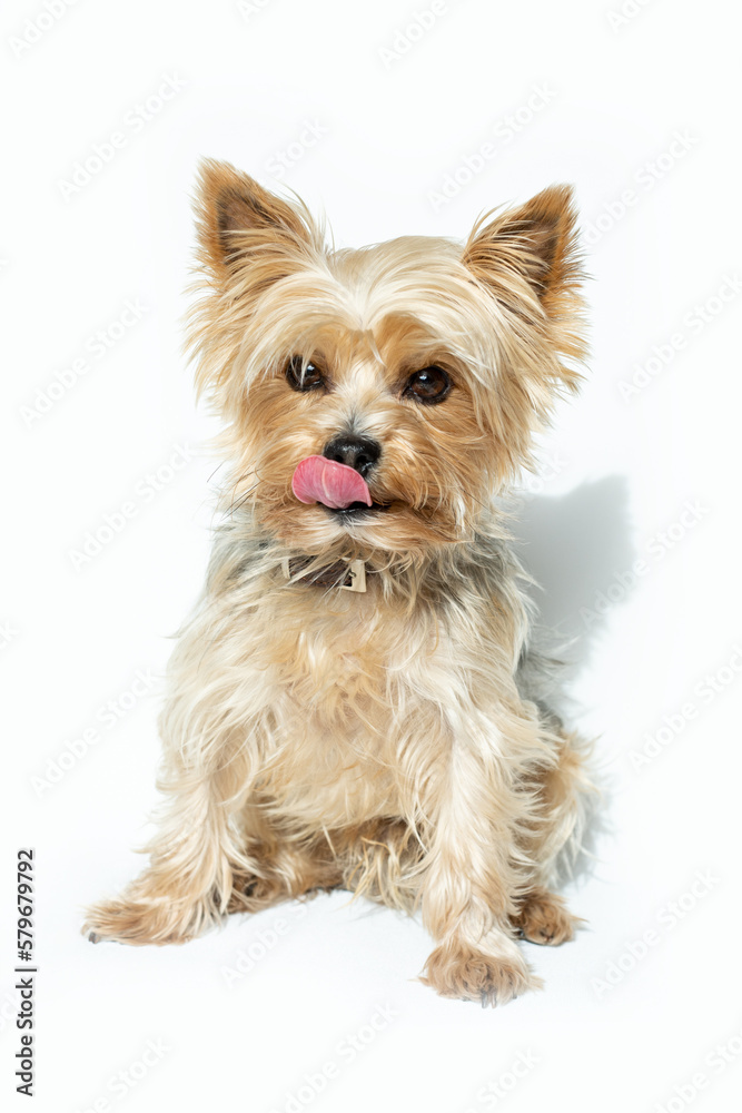 Kleiner süße Hund auf weißem Hintergrund Kleiner süße Hund auf weißem Hintergrund
