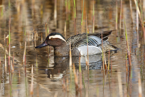 male garganey duck (anas querquedula) swimming