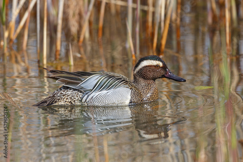 side view swimming male garganey duck (anas querquedula)