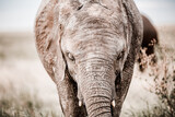Tansania Elefantenbaby