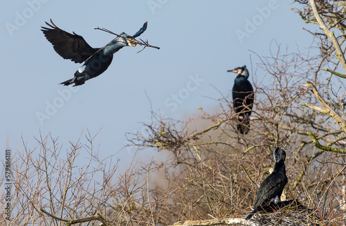 Cormorants nesting