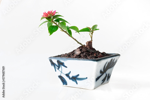 Miniature Bougainvillea hybrid in ceramic pots There are small, colorful flowers. photo