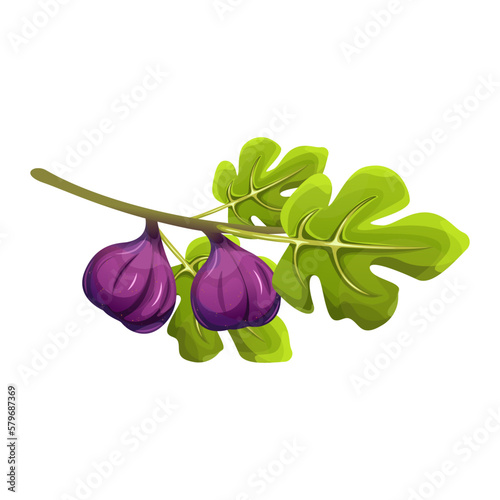 Fig branch with green leaves and fresh fruits.Vector illustration isolated on a white background.