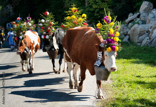 Obraz na plátně Swiss dairy cows (Simmental breed) decorated with flowers and huge bells, desalp