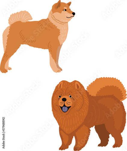 Dogs. shiba inu. chow chow. vector illustration