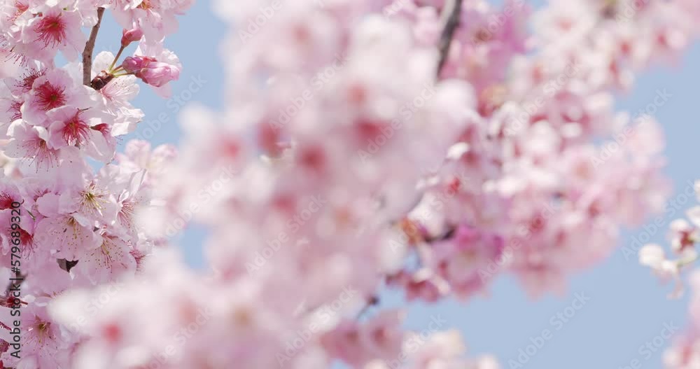 Panning right of beautiful cherry blossom in Spring