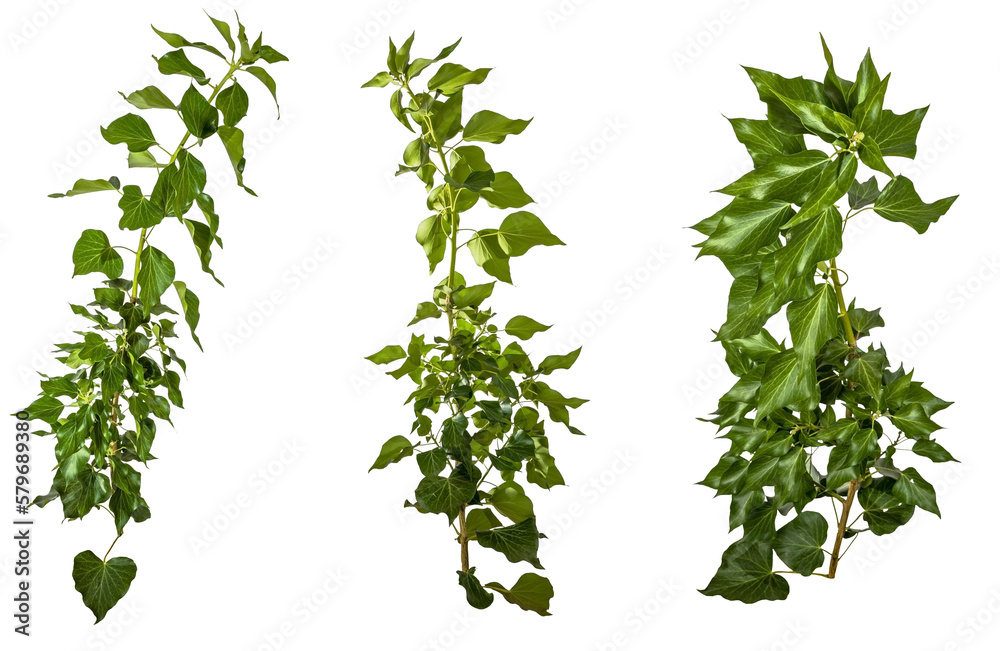 selection of green leaves of a ivy / hedera branch isolated on transparent background - png - image compositing footage - alpha channel - forest - jungle - nature element selection of green leaves of a ivy / hedera branch isolated on transparent background - png - image compositing footage - alpha channel - forest - jungle - nature element