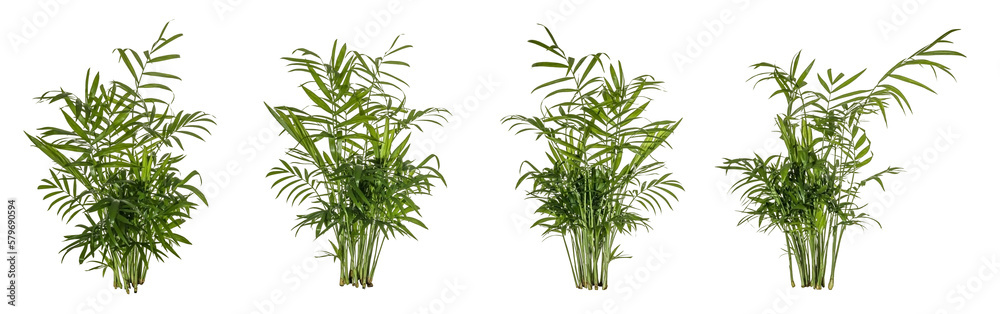 Φωτογραφία selection / set of green leaves of fern plant isolated on a transparent backgrou