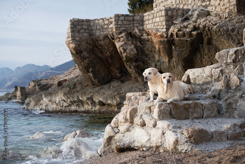 two happy dogs are standing on a stone on the sea. Cute pet couple. Labrador Retriever in nature.