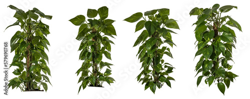 set / collection of green leaves of ivy isolated on transparent a background - png - image compositing footage - jungle - forest - wood - plant - high resolution