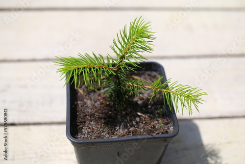 picea abies świerk pospolity photo