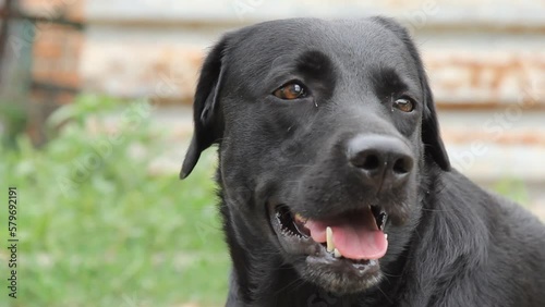 Close-up of the muzzle of a Labrador dog that looks up. a cute black dog is waiting for a command from the owner or is about to eat food. A dog is man's best friend.