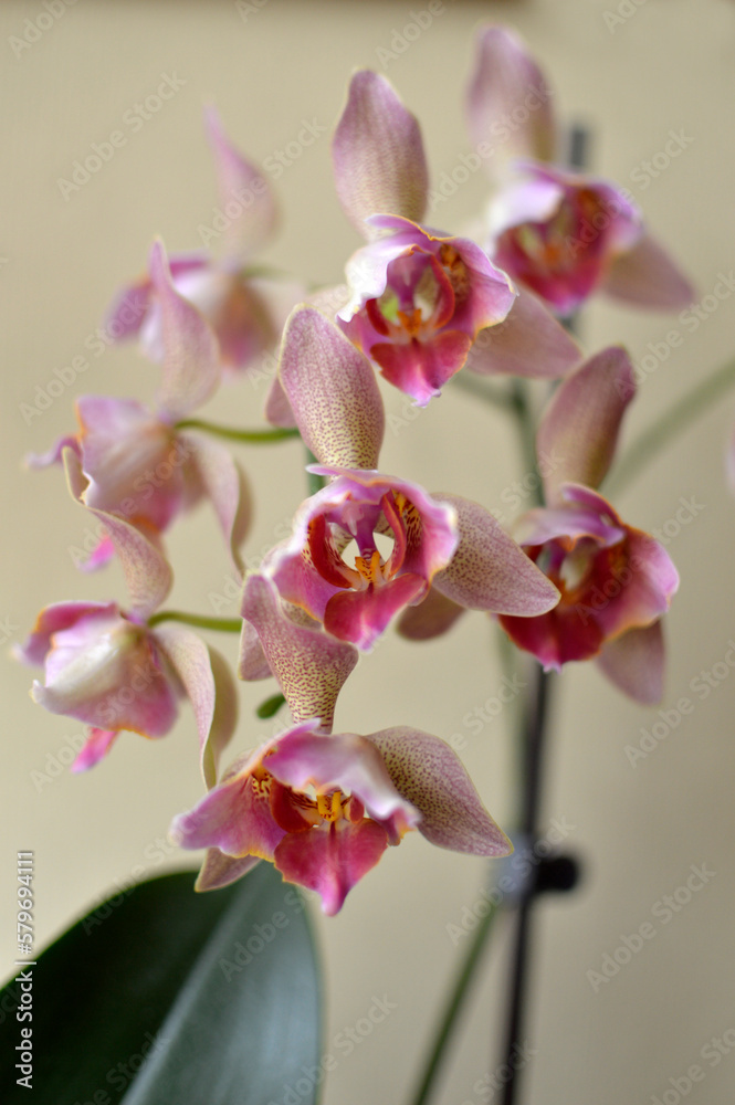 Fototapeta premium purple phalaenopsis orchid in bloom close up