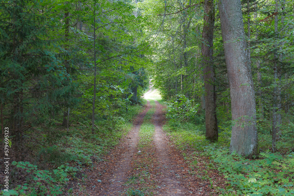 Fototapeta premium Forest on moody autumn day. A gravel road through the forest