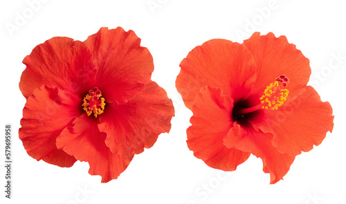Red hibiscus flower on transparent background.