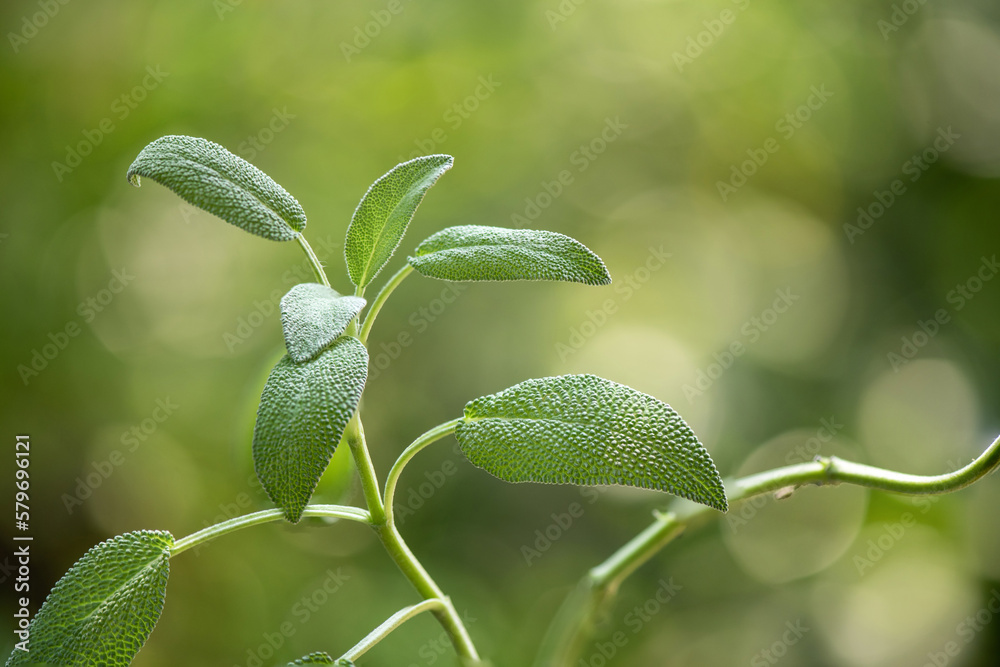 Sage branch green leaves on nature background. Sage branch green leaves on nature background.