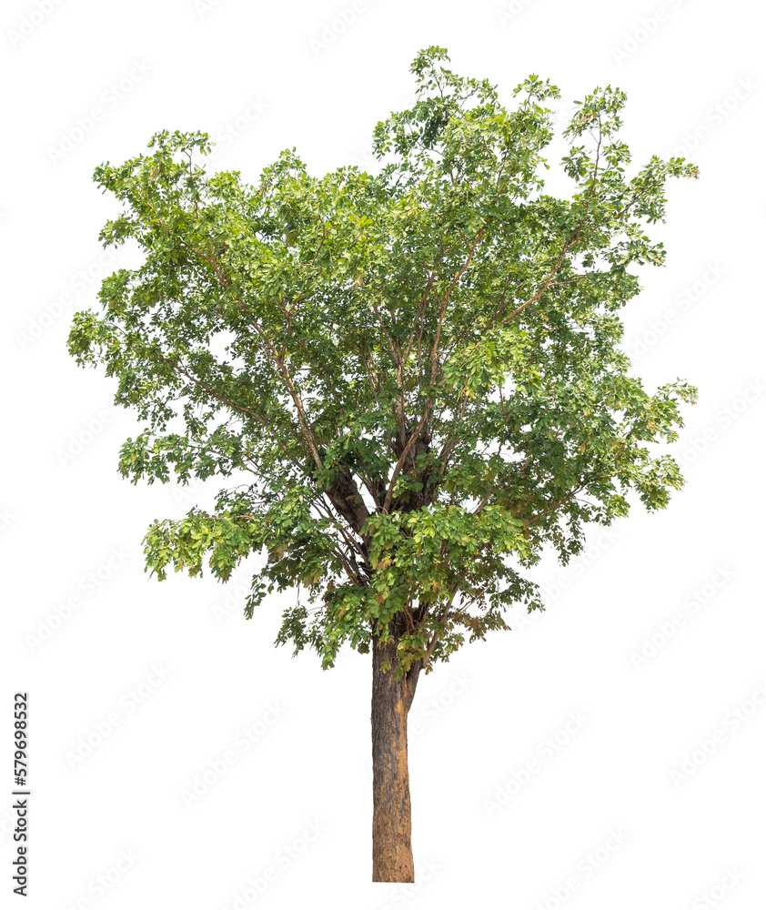 Green tree isolated on transparent background with clipping path, single tree with clipping path and alpha channel. Green tree isolated on transparent background with clipping path, single tree with clipping path and alpha channel.