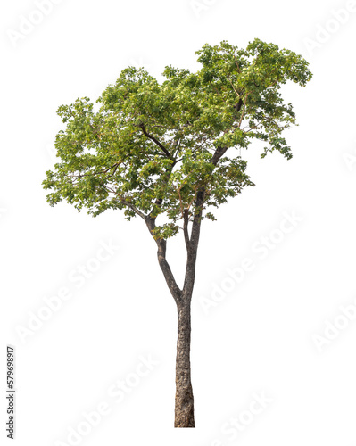 Green tree isolated on transparent background with clipping path, single tree with clipping path and alpha channel....