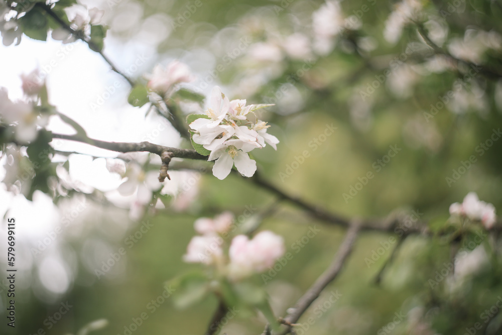 Spring banner, branches of blossoming cherry against background of blue sky on nature outdoors. Dreamy romantic image spring, landscape panorama, copy space.