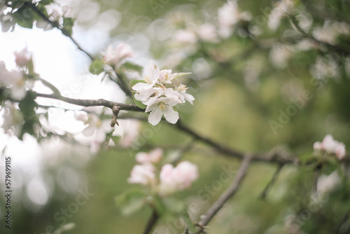 Spring banner, branches of blossoming cherry against background of blue sky on nature outdoors. Dreamy romantic image spring, landscape panorama, copy space. © paralisart