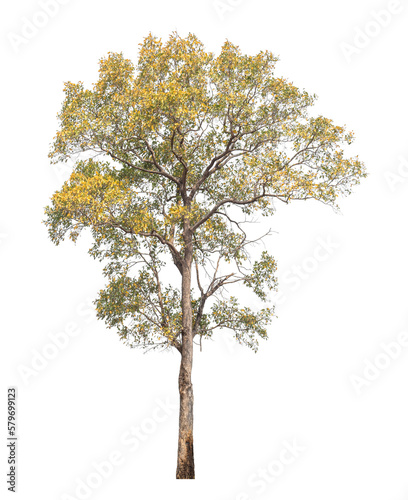 Green tree isolated on transparent background with clipping path  single tree with clipping path and alpha channel.