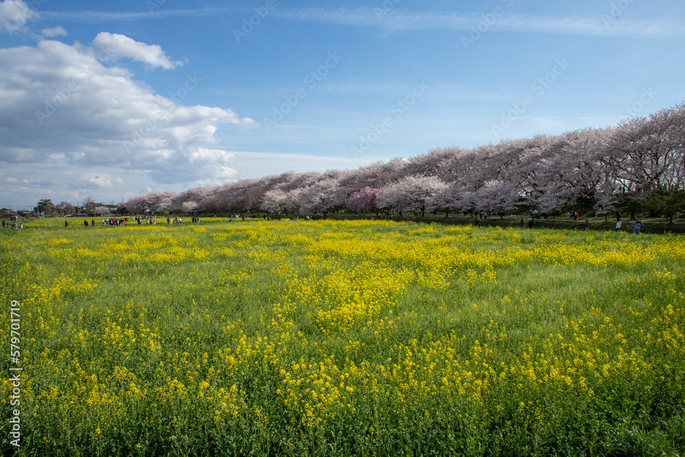 field and sky 桜と菜の花