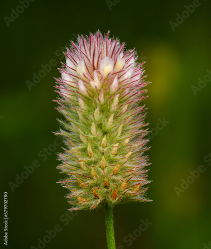 detail flower of hare s-foot  rabbitfoot  stone or oldfield clover  Trifolium arvense 