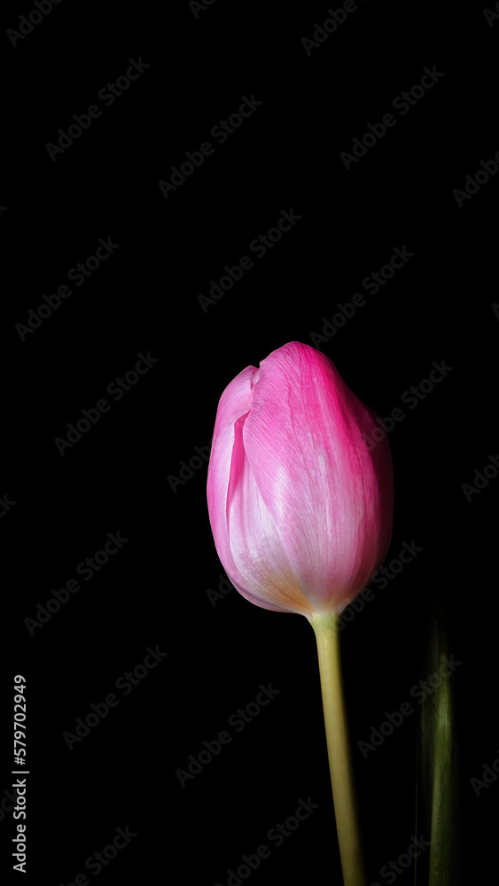 A pink tulip bud on a black background, with a blurred background A pink tulip bud on a black background, with a blurred background