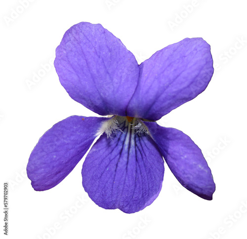 flower of wood violet, known as sweet, English, common, florist's, or garden violet (Viola odorata)