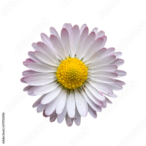 detail flower of pink common, lawn, or English daisy, bruisewort, or woundwort (Bellis perennis)