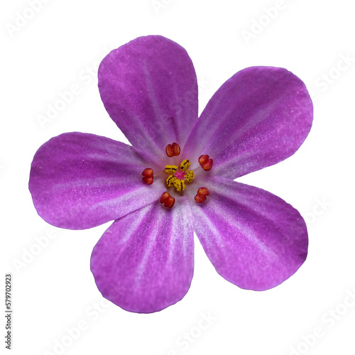 detail flower of herb-Robert, red robin, death come quickly, stinking Bob, squinter-pip, crow's foot, or fox or Roberts geranium (Geranium robertianum)