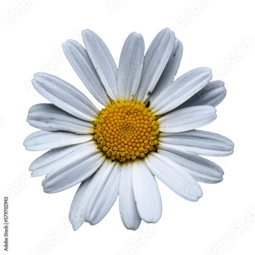 detail on white flower of ox-eye, oxeye, or dog daisy, marguerite (Leucanthemum vulgare)