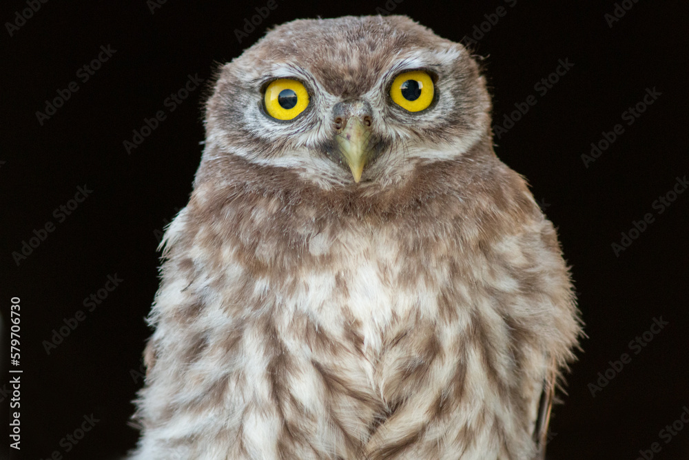 Obraz premium great horned owl