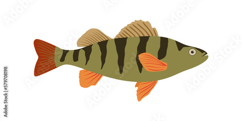 Perch fish illustration in flat style. Colorful Perch fish isolated on white background. Vector illustration