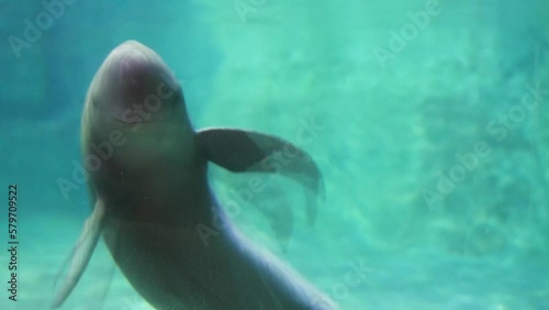 Finless porpoise underwater greeting and beckoning cute action swimming photo