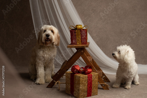 Two dogs in the studio shot, goldendoodle and maltese