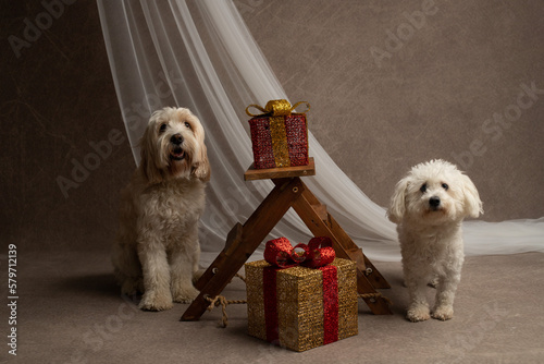 Two dogs in the studio shot, goldendoodle and maltese
