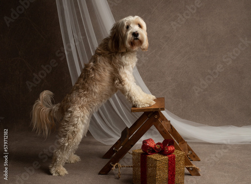 A goldendoodle dog at the steps with a gift