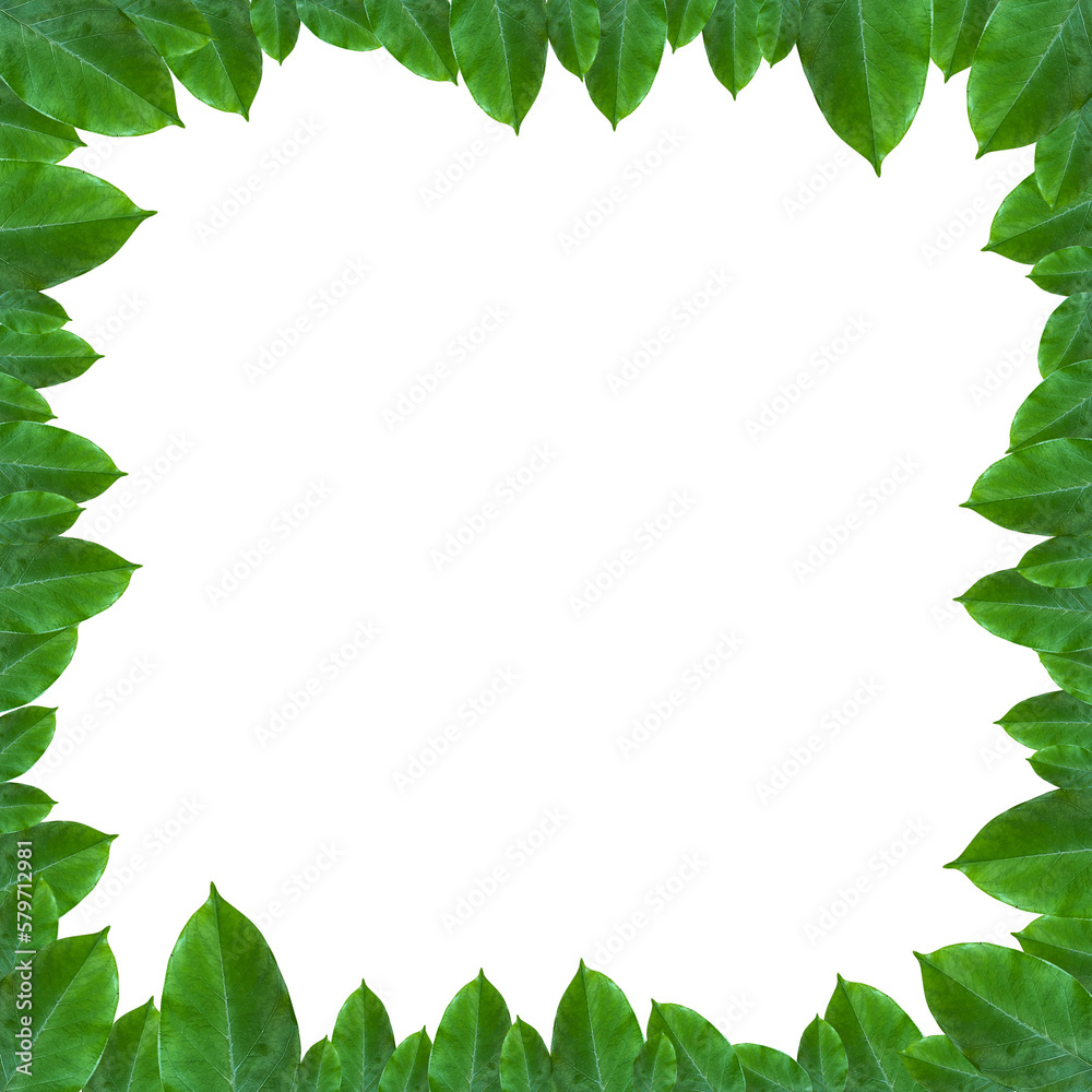 green leaf frame layout for decoration green leaf frame layout for decoration