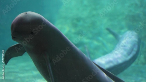 Finless porpoise underwater greeting and beckoning cute action swimming