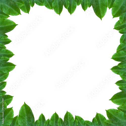 green leaf frame  layout for decoration