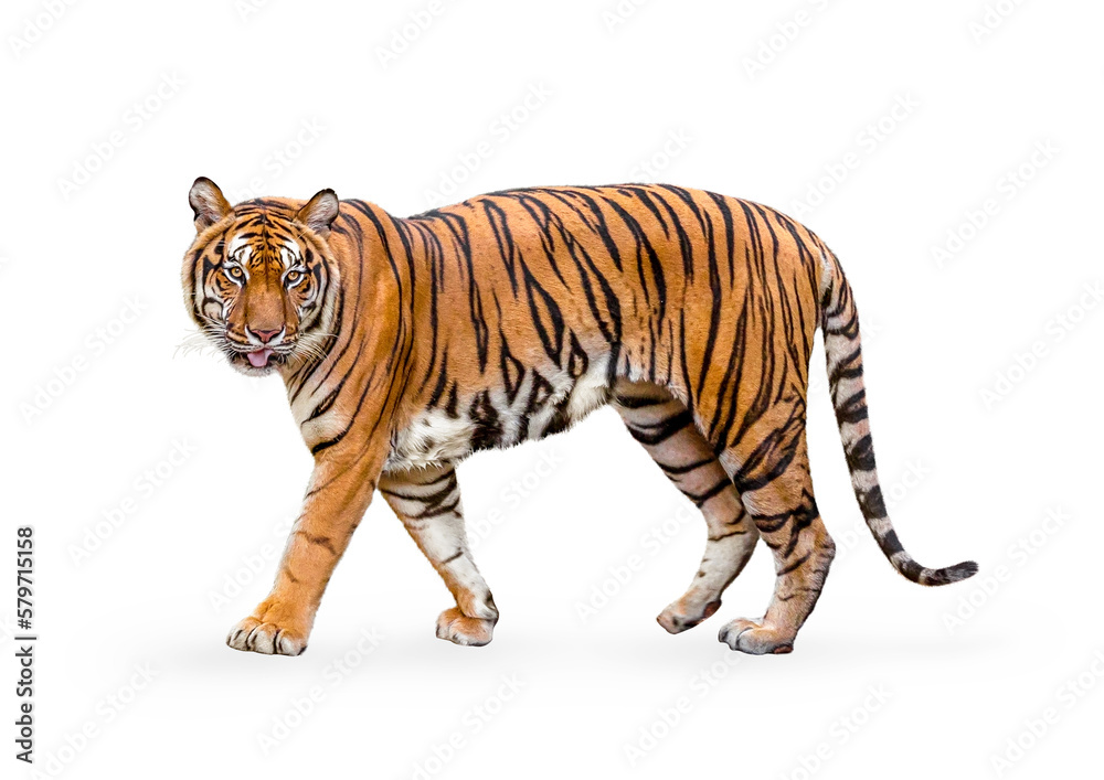 royal tiger (P. t. corbetti) isolated on on transparent background. png file. clipping path included. The tiger is staring at its prey. Hunter concept. - obrazy, fototapety, plakaty 
