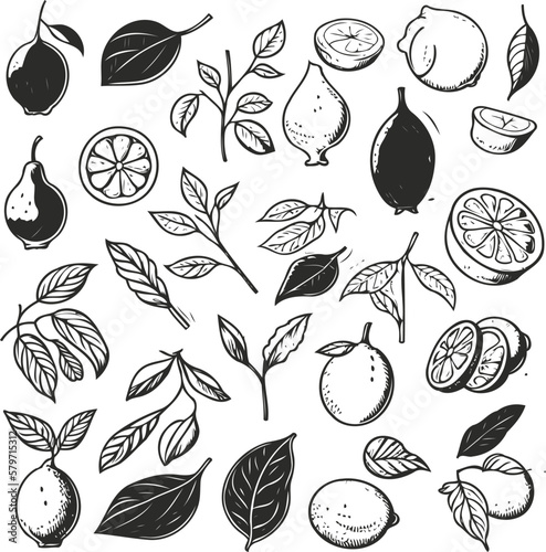 Vector lemons citrus fruits with branches and leaves isolated on a white background line doodle