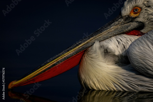 Slika na platnu Close-up of Dalmatian pelican beak on water