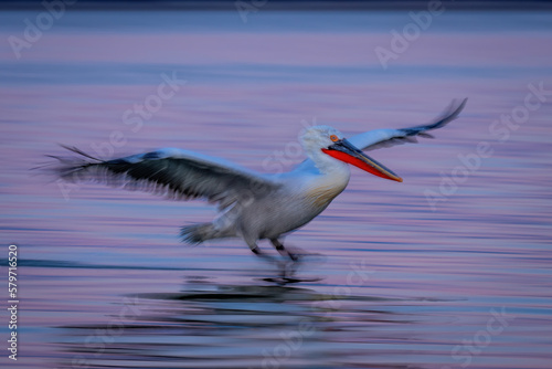 Slow pan of pelican landing on lagoon