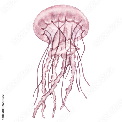 Transparent pink lilac jellyfish. Deep sea animal. Cartoon sketch aquarium decor. Hand-drawn watercolor illustration isolated on white background