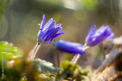 unfocused background image of a a Balkan anemone ,soft effect of analog lens © StefanieMüller