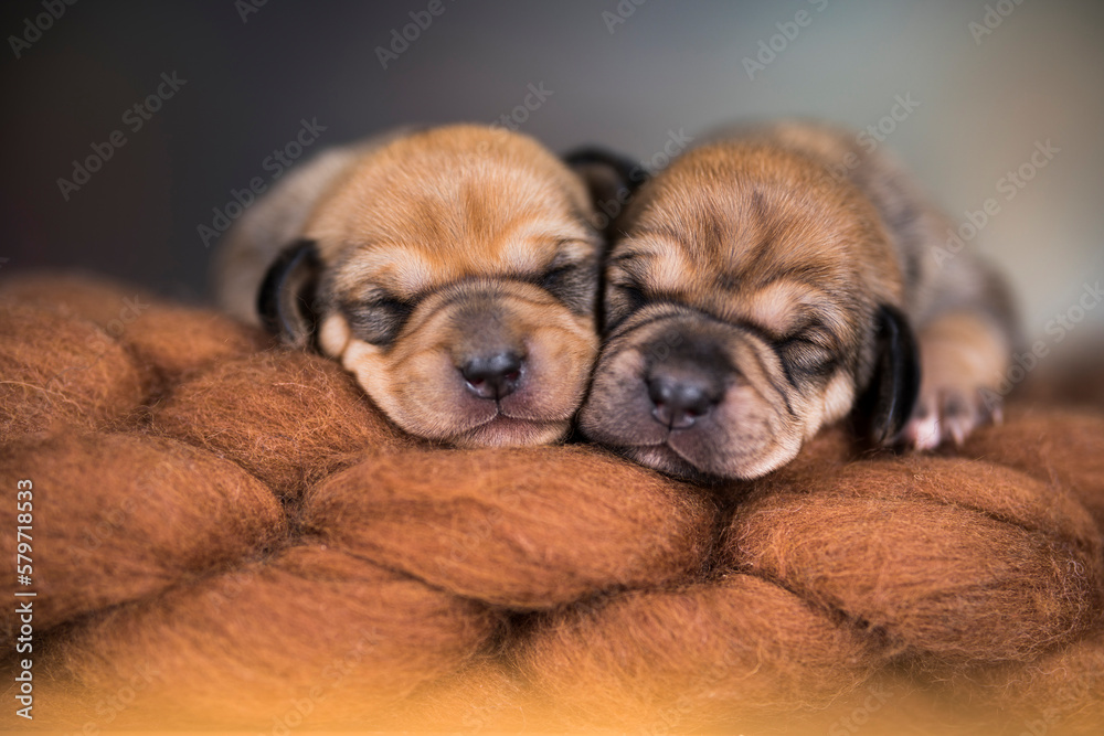 Little cute puppies are sleeping on a blanket Little cute puppies are sleeping on a blanket