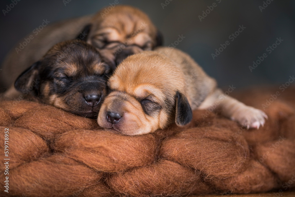 A beautiful little dog sleeps on a blanket A beautiful little dog sleeps on a blanket